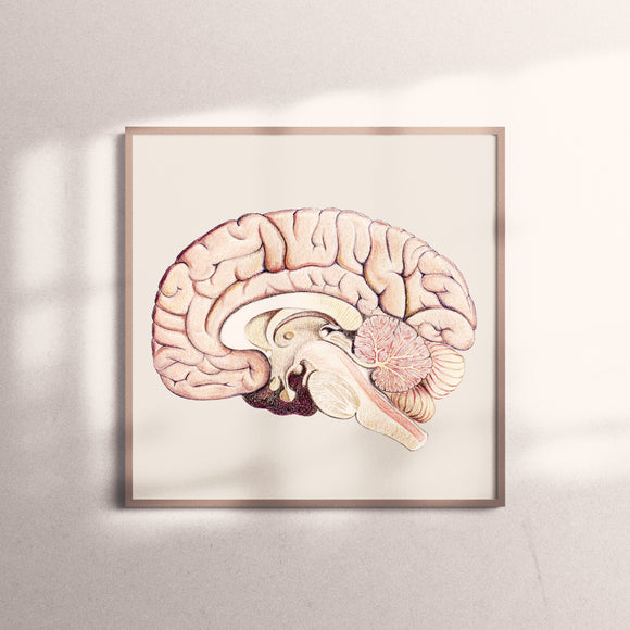 複製畫- 大腦剖面