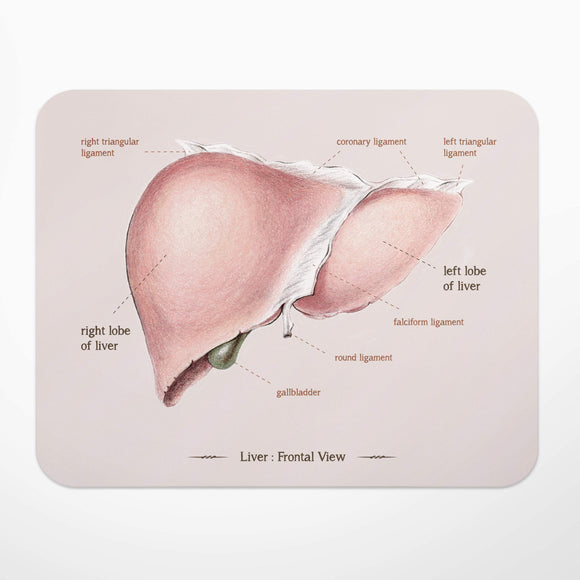 肝臟解剖滑鼠墊