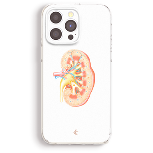 a detailed illustration of a kidney, showing its internal structure and function.