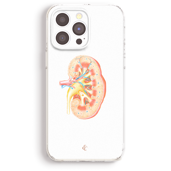 a detailed illustration of a kidney, showing its internal structure and function.