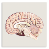 複製畫- 大腦剖面