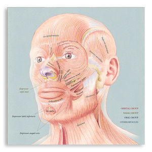 複製畫- Facial Muscles 臉部肌肉解剖圖