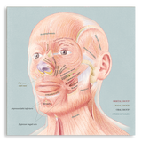 複製畫- Facial Muscles 臉部肌肉解剖圖