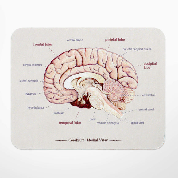 大腦解剖滑鼠墊