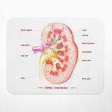 腎臟解剖滑鼠墊